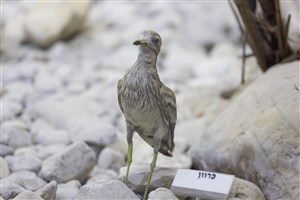 Image description is not available for 1983.138.1